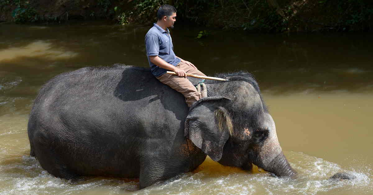 Addressing Malaysia’s human-elephant conflict | The ASEAN Post